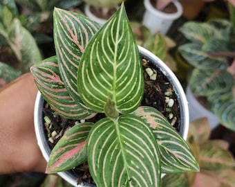 Aglonema Golden Hope