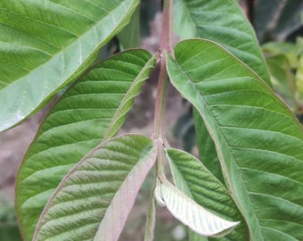Organic Dried Guava Leaves