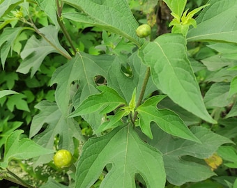Hojas secas orgánicas de Tithonia Diversifolia