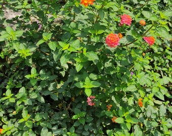Organic Dried Lantana Top Leaves (4 Oz)