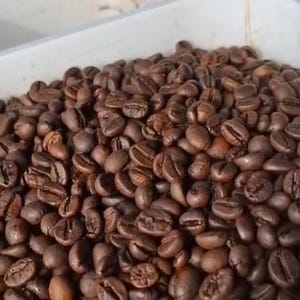 May include: A large quantity of roasted coffee beans with a dark brown color and a matte texture, contained within a white plastic bin. The beans are oval-shaped with a distinct central crease, showing variations in shade from medium to dark brown.