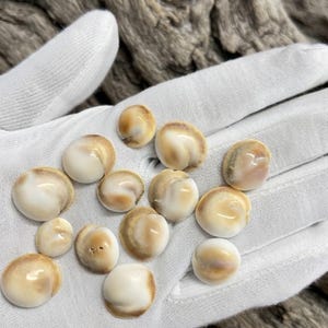May include: A collection of thirteen small, smooth, rounded sea shells with a glossy finish. Each shell features a creamy white centre that transitions into a warm, tan-coloured border along the edges. The shells are arranged in a cluster.