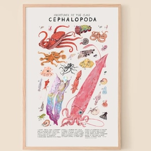 May include: A framed educational poster titled Creatures of the Class Cephalopoda, featuring detailed watercolor illustrations of various octopuses, squids, and cuttlefish labeled with numbers one through thirty, set against a plain white background.