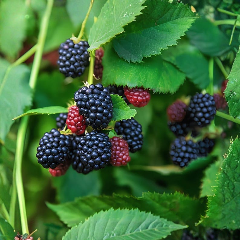 May include: A cluster of ripe blackberries and some unripe red berries hanging from a green vine with serrated leaves. The blackberries are dark, glossy, and textured with small drupelets, while the red berries are smaller and firm.