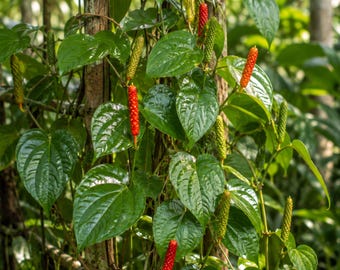 May include: A long pepper plant climbing a wooden trellis, featuring glossy, heart-shaped green leaves and cylindrical fruit spikes that transition from green to a vibrant red color as they mature on the vine in a natural outdoor setting.