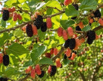 May include: A mulberry tree branch laden with clusters of ripe, dark purple-black berries and unripe, bright red berries. The fruit hangs from thin, woody stems surrounded by vibrant green, serrated leaves under bright, natural sunlight.