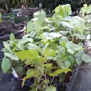 May include: A collection of young green plant seedlings growing in a black plastic nursery tray with multiple cells. The plants feature serrated leaves and thin stems, with dark soil visible in the individual compartments of the tray.