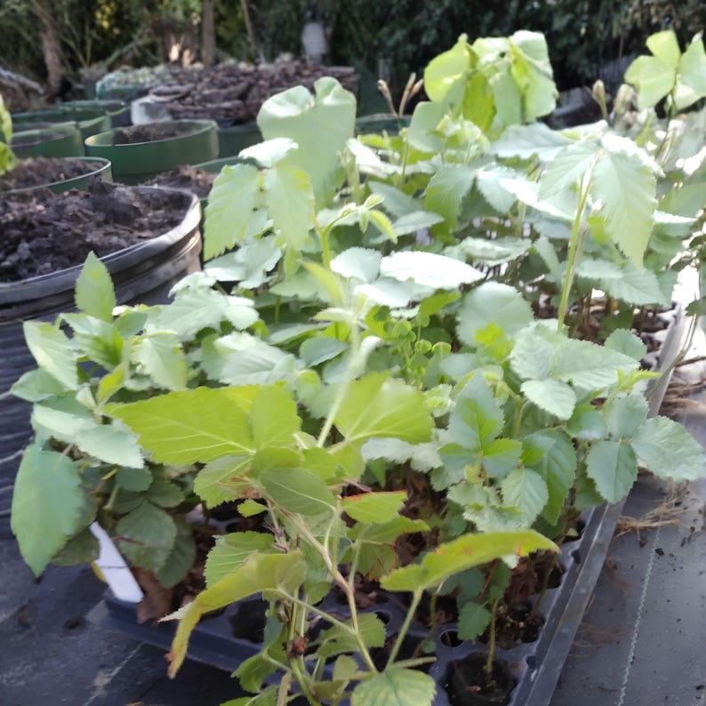 May include: A collection of young green plant seedlings growing in a black plastic nursery tray with multiple cells. The plants feature serrated leaves and thin stems, with dark soil visible in the individual compartments of the tray.