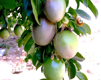 May include: A cluster of passion fruit hanging from a vine with green leaves. The fruits are oval-shaped, displaying a gradient of colors from bright green to a deep, mottled purple-brown, indicating varying stages of ripening on the plant.