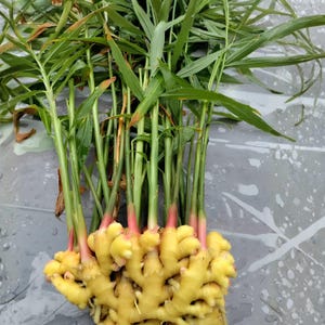 May include: A fresh ginger root with a knobby, light yellow texture and pinkish-red stems at the base. Long, slender, vibrant green leaves extend upward from the stems, showing some brown tips. The ginger is wet with visible water droplets.