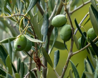May include: Several smooth, oval-shaped green olives hang from the thin, woody branches of an olive tree. The olives are light green with subtle variations in tone, surrounded by narrow, pointed, grayish-green leaves on a soft-focus background.