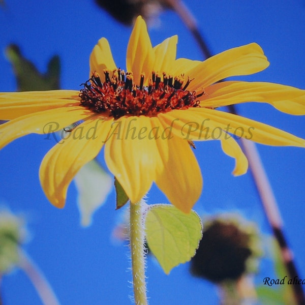 8 x 10 matted photograph, Sunflower photo,