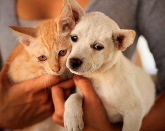 Balinese Puppy and Kitten | Bali Animal Photography | Fine Art Pet Print