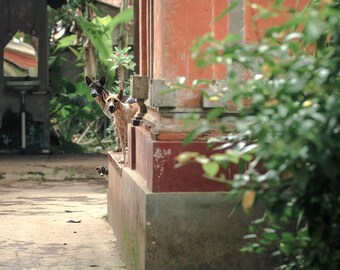Bali Dogs at Home | Bali Animal Photography | Documentary Fine Art Print
