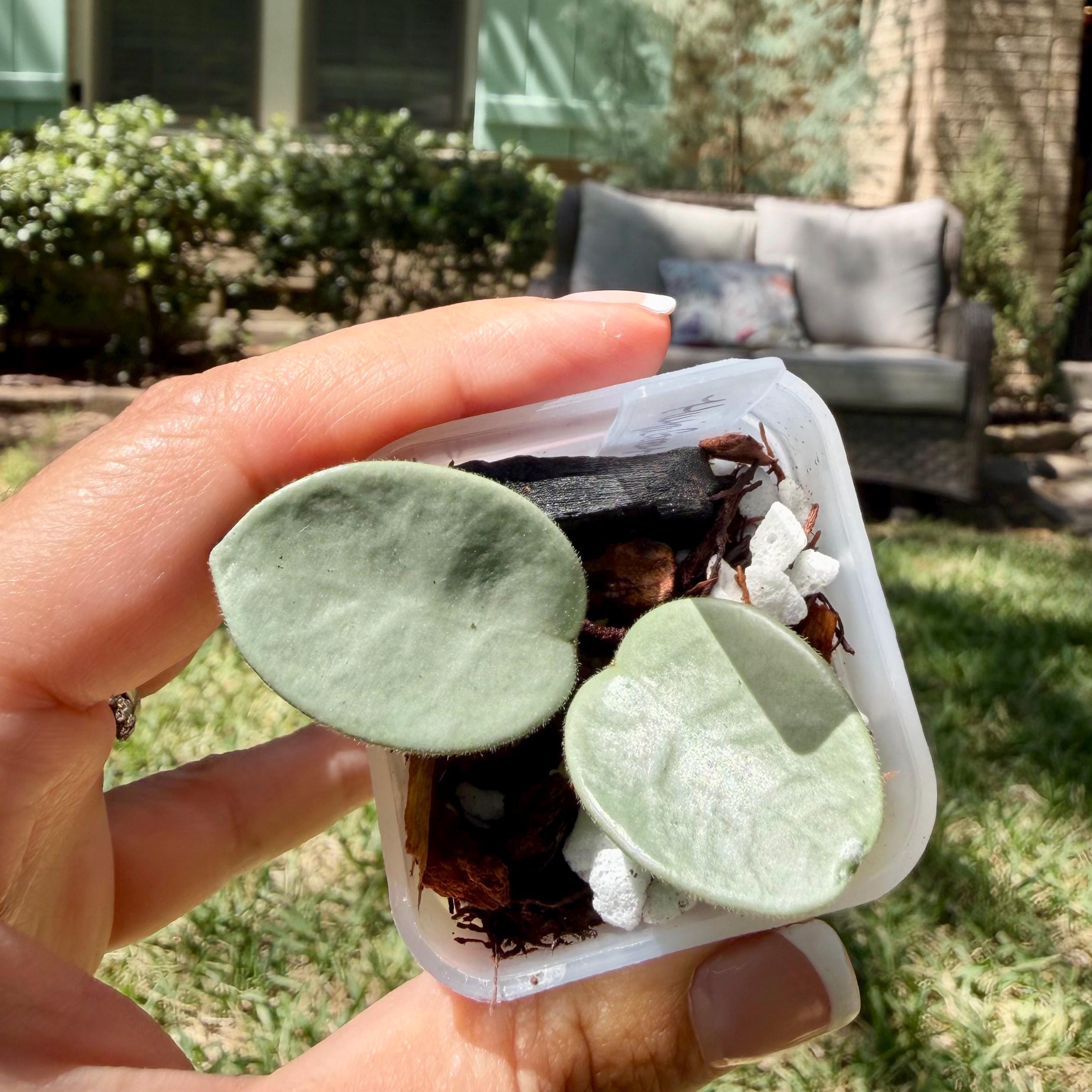 Hoya Mathilde Grey Fairy - Etsy