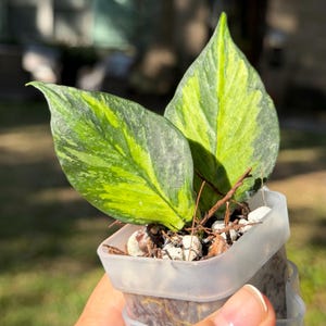 May include: A small potted plant featuring two pointed, variegated leaves with a mix of dark green and bright yellow patterns. The plant is housed in a translucent square plastic container filled with white perlite and brown soil.