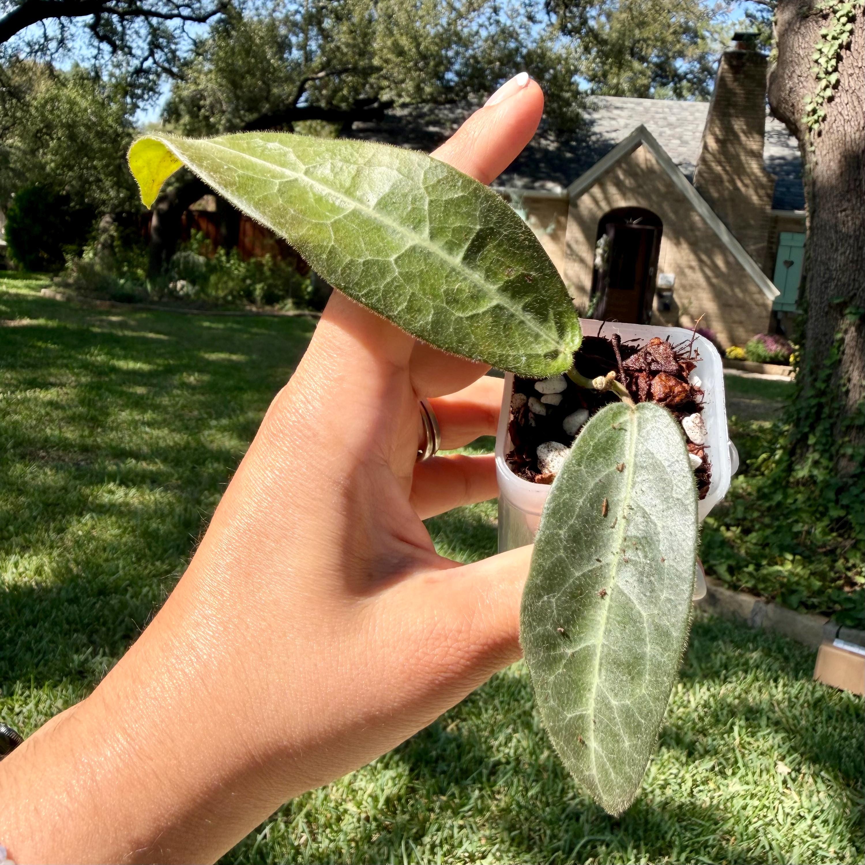Hoya Hypolasia - Etsy