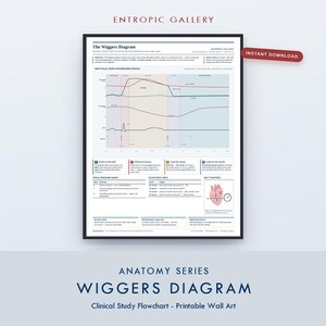 May include: A framed educational poster titled The Wiggers Diagram, featuring a multi-colored line graph illustrating cardiac cycle phases, pressure, volume, ECG, and heart sounds. It includes detailed text definitions, numbered steps, and a small anatomical heart illustration.