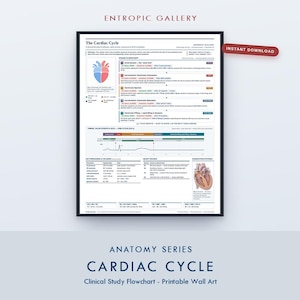 May include: A white educational poster titled The Cardiac Cycle featuring a detailed medical flowchart, a diagram of a human heart, and a timing graph. The document includes technical data on pressures, volumes, and conduction pathways in black text.