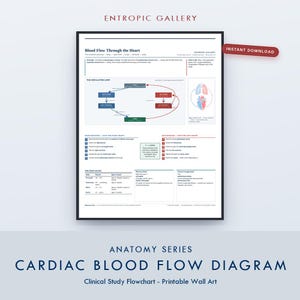 Könnte beinhalten: Ein weißes Lehrplakat mit dem Titel Blood Flow Through the Heart von Entropic Gallery. Das Diagramm zeigt einen Kreislauf, anatomische Abbildungen von Herz und Lunge sowie detaillierte Texte zur Erklärung des kardialen Blutflusses.