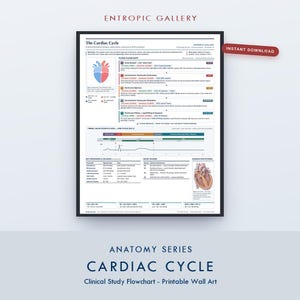 Può includere: Un poster educativo bianco intitolato The Cardiac Cycle che presenta un diagramma di flusso clinico dettagliato, diagrammi anatomici del cuore, forme d'onda ECG e tabelle di valori di pressione e volume. Il testo include Entropic Gallery.