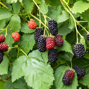 Organic Blackberry Seeds | Non-GMO Heirloom Berry Seeds | Perennial Fruit Garden | Home Growing Pack
