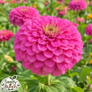 May include: A vibrant hot pink zinnia flower with densely layered, rounded petals and a yellow-green centre. The flower is positioned in the foreground with a green stem and leaves, while other pink zinnia blooms are visible in the blurred background.