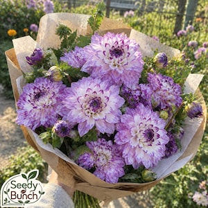 May include: A bouquet of variegated dahlia flowers featuring petals with white centres and purple-tipped edges. The flowers are wrapped in brown paper, showcasing multiple open blooms and several tight, unopened buds with green stems.