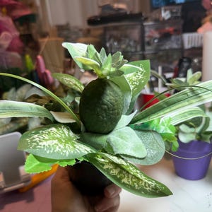 Op de afbeelding: Een decoratief kunstplantarrangement met een centraal donkergroen, getextureerd element in de vorm van een ananas, omringd door diverse groene bladeren, waaronder enkele met witte spikkels en lange, dunne, puntige bladeren in een donkere pot.