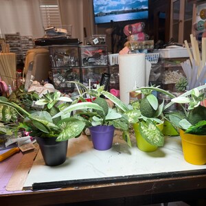 Op de afbeelding: Vier kleine kunstplanten in potjes op een rij. Elke pot heeft een andere effen kleur: zwart, paars, limoengroen en geel. De planten hebben groen blad met witte patronen en een centrale, getextureerde, groene, fruitachtige vorm.