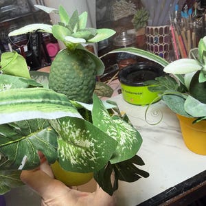 Tiny Venus Flytrap-hybriden met levendige kleuren en unieke kenmerken, klaar om te gedijen in je collectie. Niet voeren !! afbeelding 2
