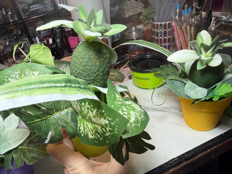 Tiny Venus Flytrap-hybriden met levendige kleuren en unieke kenmerken, klaar om te gedijen in je collectie. Niet voeren !! afbeelding 2