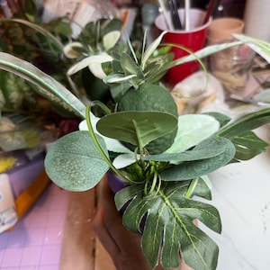 May include: A decorative arrangement of artificial greenery featuring a central dark green textured fruit, surrounded by various leaf shapes including long variegated spider plant leaves, rounded eucalyptus-style foliage, and a dark green monstera leaf.