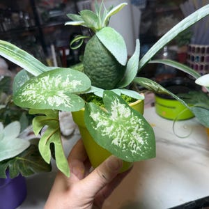 Op de afbeelding: Een fel limoengroene keramische pot met een kunstplantarrangement. Het display bevat een centraal, getextureerd, donkergroen, fruitachtig element omringd door bonte, hartvormige groen-witte bladeren en lang, slank blad.