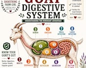 Goat Digestive System Diagram Printable