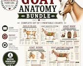 Goat Anatomy Diagram Bundle – 5 Printables
