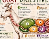 Goat Digestive System Diagram – Colorful Anatomy Reference