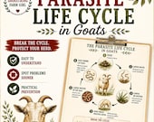 Goat Parasite Life Cycle Guide - Break the Cycle & Prevent Infestations
