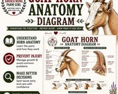 Horn Anatomy Diagram Printable PDF