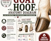 Goat Hoof Anatomy Diagram Printable Chart
