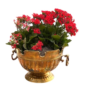 May include: A vibrant Kalanchoe plant with clusters of small, bright red flowers and dark green, scalloped leaves, potted in a polished brass bowl featuring a fluted base, a scalloped rim, and two decorative ring handles on the sides.