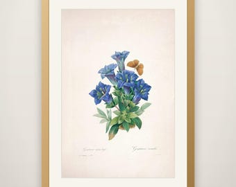 Vintage Flower Print No. 143 - Pierre-Joseph Redoute Botanical Illustration, Antique Floral Wall Art, Cottagecore Bedroom Decor