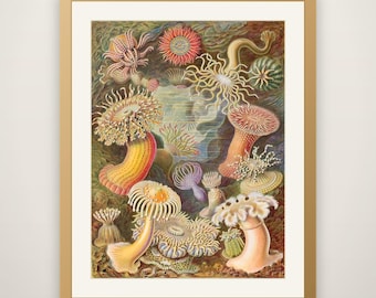 Ernst Haeckel Actiniae - Kunstformen der Natur Vintage Print, Antique Natural History Art, Sea Life Biology Wall Art