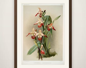 Reichenbachia Orchid Print No. 104 - Vintage Botanical Orchid Illustration, Floral Wall Art, Elegant Cottagecore Decor