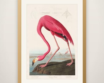 American Flamingo - John James Audubon Bird Print, Vintage Birds of America Illustration, Antique Ornithology Wall Art, Naturalist Decor