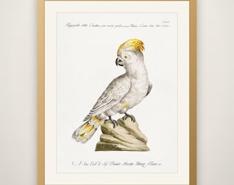 Vintage White Cockatoo Print - Antique Manetti Ornithology Illustration, Exotic Bird Wall Art, Maximalist Tropical Decor