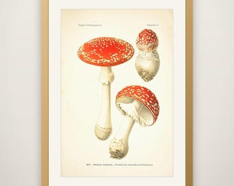 Vintage Mushroom Print No. 16 - Antique Botanical Fungi Illustration, Mushroom Wall Art, Cottagecore Kitchen Decor