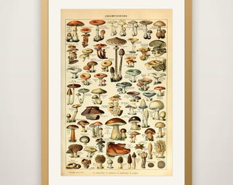 Champignons Pour Tous - Adolphe Millot Natural History Print, Antique Larousse Illustration, Vintage Science Wall Art, Educational Poster