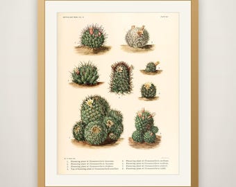 Antique Cactus Illustration No. 35 - Vintage Botanical Cacti Print, Cactus Wall Art, Boho Desert Decor, Southwestern Poster