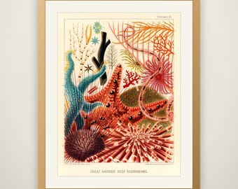 Echinoderms - Vintage Great Barrier Reef Print, Antique Marine Life Illustration, Coral Reef Wall Art, Ocean Coastal Decor